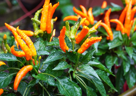 Дачникам объяснили, как защитить огород от осенних ливней