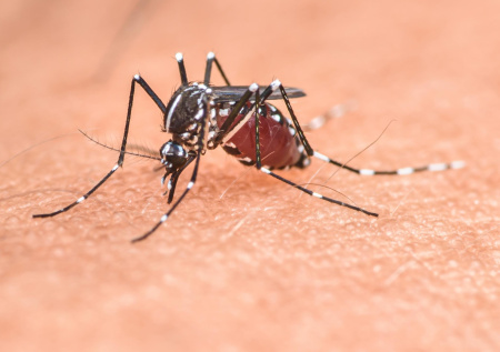 Дроны научили охотиться и разрывать комаров на части