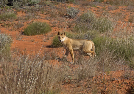 В Австралии решили пересмотреть статус диких собак динго