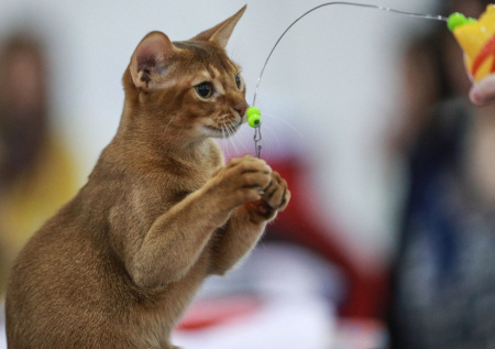 Названы самые редкие клички столичных кошек