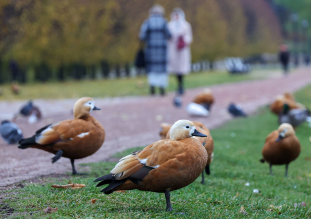 В Москве зафиксировали самый теплый день за последние 80 лет