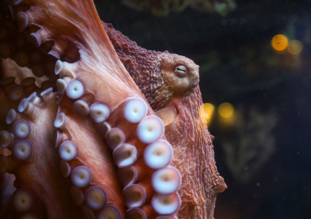 В Турции сняли на видео нападение осьминога на водолаза
