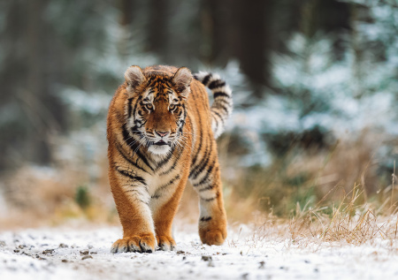 В Московский зоопарк привезли двух спасенных амурских тигриц