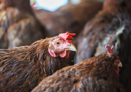 На российской птицефабрике жгут кур из-за вспышки инфекции