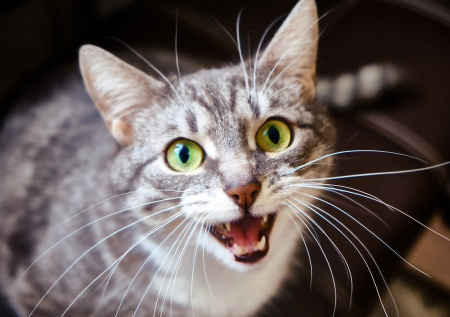 Ветврач раскрыла, какие болезни появляются у питомцев из-за стресса хозяев