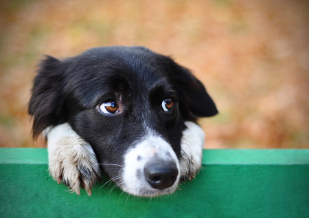 Украденную собаку Симу обнаружили мертвой
