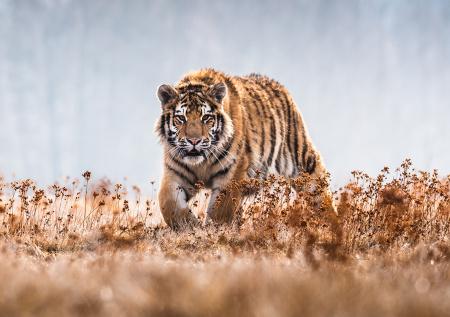В Приморском крае тигр украл собаку
