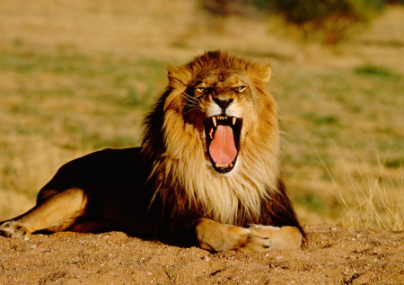 Девушка чуть не стала обедом на сафари