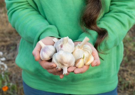 Отпугиваем грызунов природным методом: как чеснок спасает дом осенью