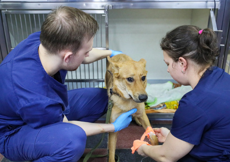 У собак и кошек стали чаще происходить сердечные приступы