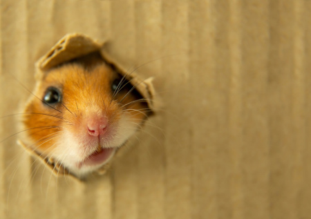 Хозяевам толстого хомяка пришлось вызывать спасателей для его спасения