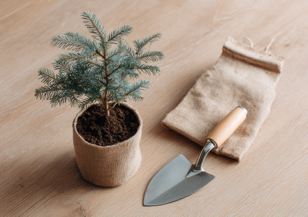 Как правильно сажать хвойные на даче: секреты и простые правила