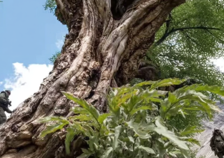 В Тибете ученые нашли одно из старейших растений в мире