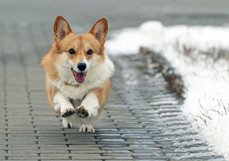 Ветеринар дал советы, как подготовить собаку к зимнему сезону