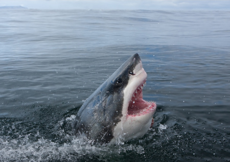 Акула напала на серфингиста в Западной Австралии