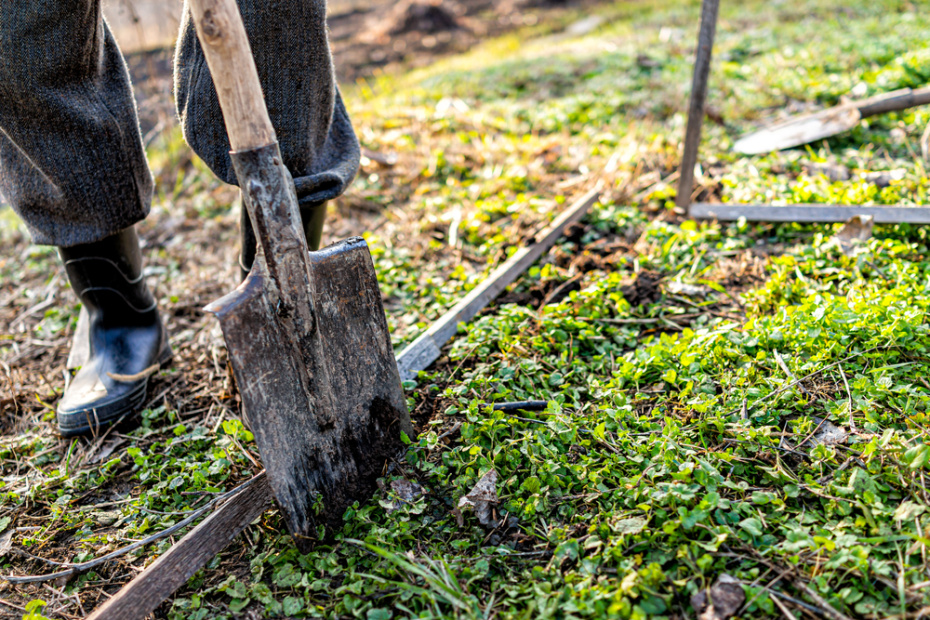 Перекопка почвы и запашка сидератов: улучшаем ее структуру и избавляемся от части вредителей