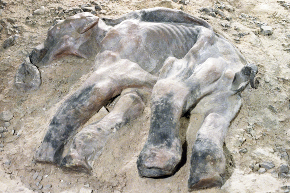 Палеонтологический музей им. Ю. А. Орлова Академии наук СССР. Мамонтенок Дима (найден в Сибири на реке Пиме, притоке Лены)