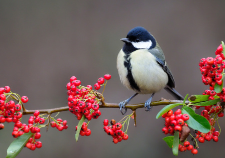 Приметы 12 ноября: Зиновий и Зиновия, Синичкин день, обряды с птицами