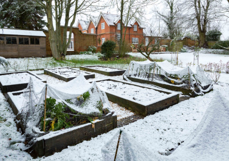 Как спасти молодые деревья от мышей и зайцев: проверенные методы