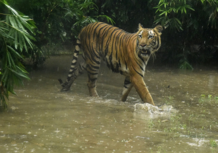 В Индии поймали чудовище, державшее в страхе несколько деревень