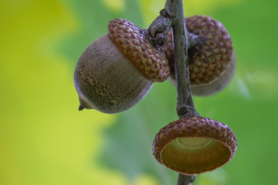 Заготовка семян: готовимся осенью к саду мечты по весне