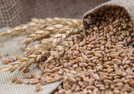 «Рискованный шаг»: в ГД оценили, что получит Армения при отказе от зерна РФ