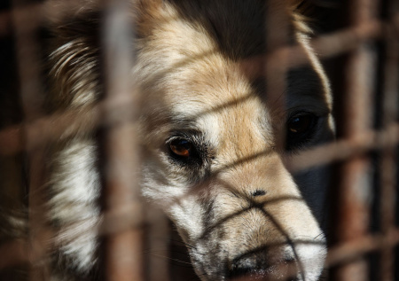 В одном из приютов Краснодара нашли больных и истощенных животных