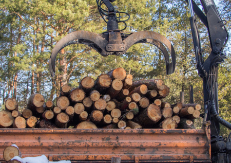 В Забайкалье банда вывезла из России лес на сумму более 1 млрд рублей