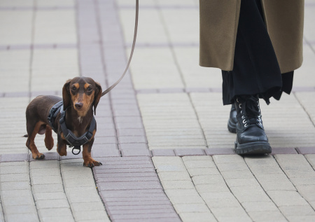 Зоозащитник рассказал, как спасти собаку от догхантеров и похитителей