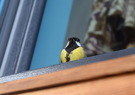 Ветеринар посоветовал не устанавливать кормушки для птиц на подоконниках