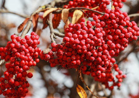 Секреты садовода: правильная заготовка семян в ноябре, инструкция