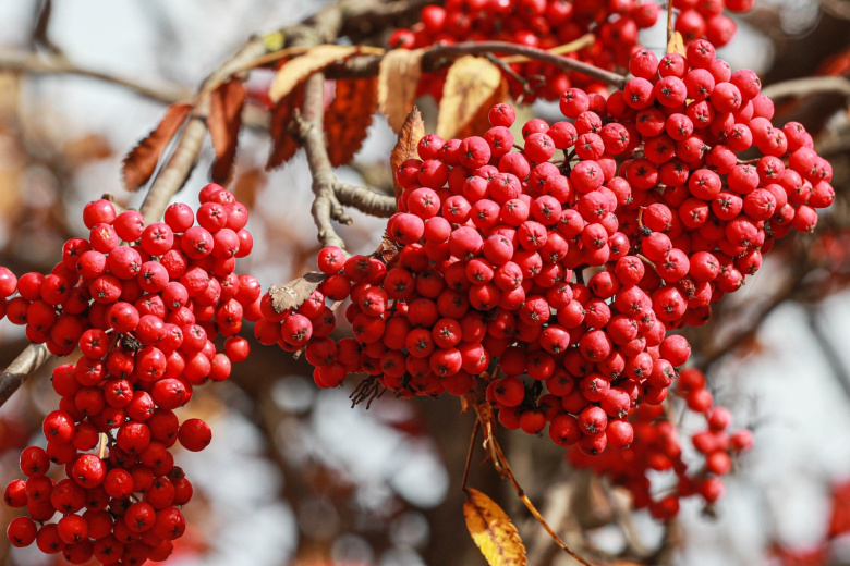 Секреты садовода: правильная заготовка семян в ноябре, инструкция