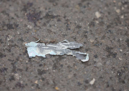 Житель Красногорска видел купюру у детсада за несколько дней до ЧП