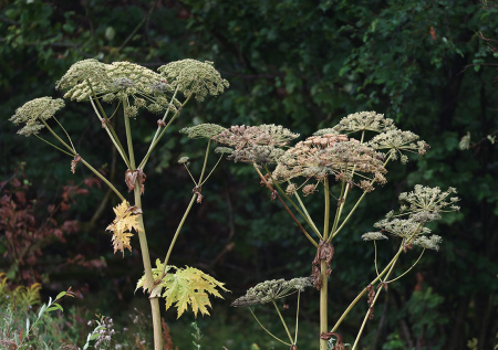 В Москве утвердили список растений для вырубки