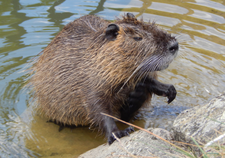 Осенний промысел: как охотиться на бобра? Научим, когда и где искать зверя