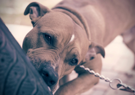 Укус собаки во сне: предательство или знак любви