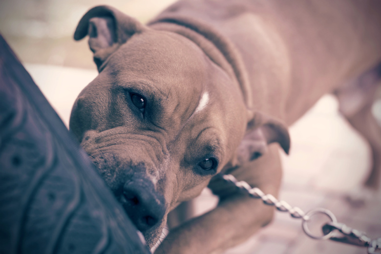 К чему снится укус собаки