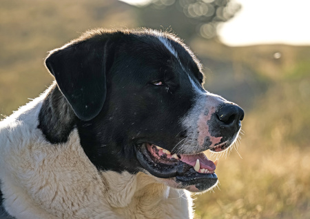 Зоофил запытал алабая до смерти: извращенца депортируют из Европы в Россию