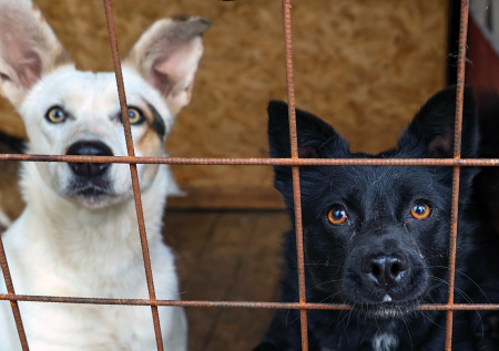 Названо количество животных, которые живут в российских приютах