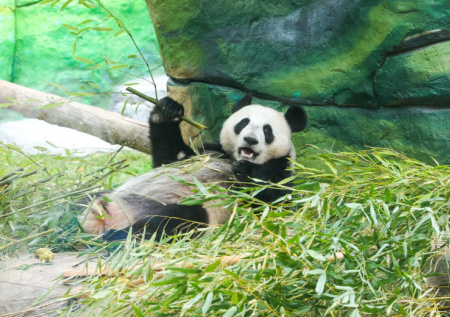 Панда Катюша в зоопарке Москвы: последние новости 13 ноября, фото, видео