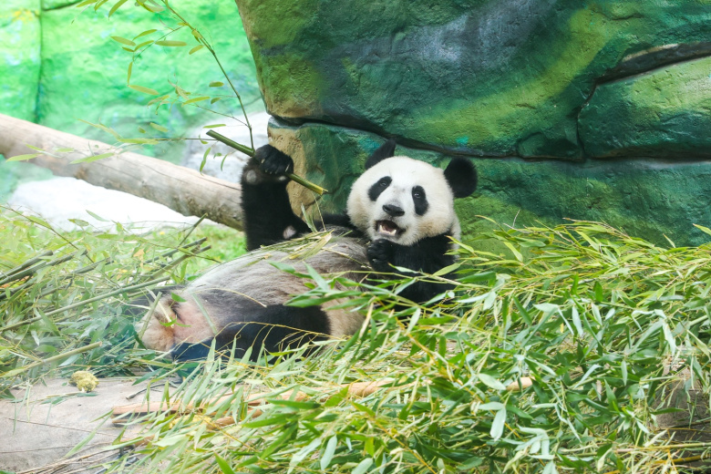 Панда Катюша