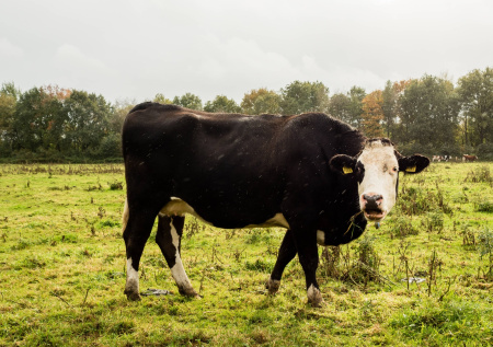 Корова в Германии пошла на хитрый трюк, чтобы избежать смерти