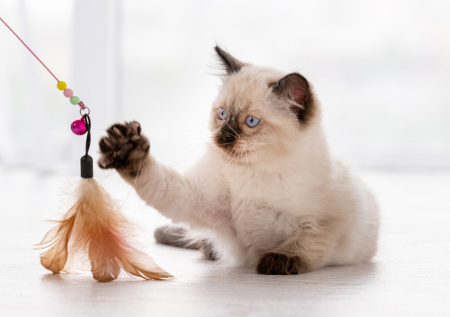 Кошатникам раскрыли секреты выбора идеальных игрушек для питомцев