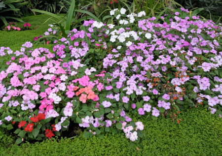 Посадите в ноябре — весной сад укроет розово-лиловым ковром. Чудо-многолетник вырастет в самых тенистых уголках сада