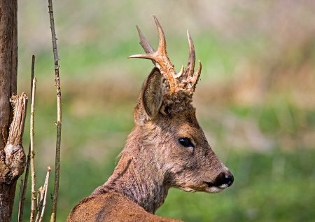 Косуля устроила переполох в супермаркете под Туапсе и попала на видео