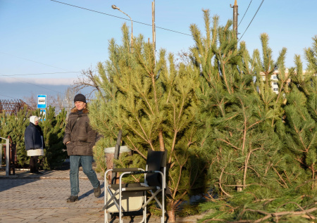 Россиянам рассказали, что необходимо учитывать при выборе новогодней елки