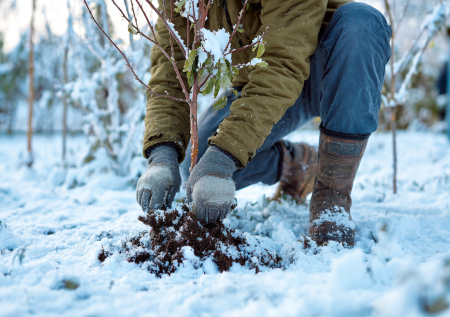 Раскрыто, как высаживать деревья зимой в снег