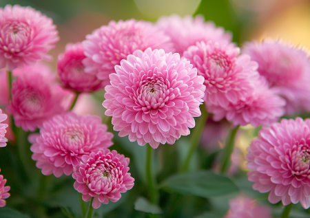Посадите в ноябре — в мае в саду ковер из розовых горошин! Многолетник-нежность украсит любую клумбу
