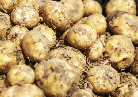 Лукашенко снял запрет на ввоз картофеля из Европы