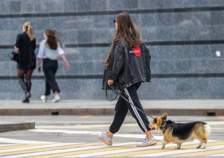 Россиянам напомнили о крупных штрафах за содержание животных в квартирах